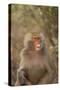 Hamadryas Baboon Baring Teeth-DLILLC-Stretched Canvas