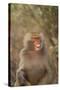 Hamadryas Baboon Baring Teeth-DLILLC-Stretched Canvas