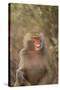 Hamadryas Baboon Baring Teeth-DLILLC-Stretched Canvas