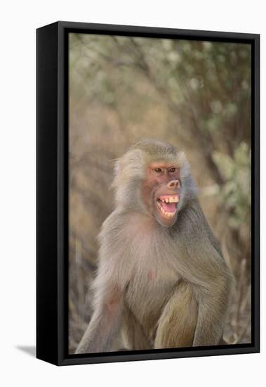 Hamadryas Baboon Baring Teeth-DLILLC-Framed Stretched Canvas