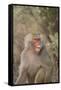 Hamadryas Baboon Baring Teeth-DLILLC-Framed Stretched Canvas