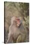 Hamadryas Baboon Baring Teeth-DLILLC-Stretched Canvas