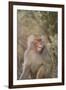 Hamadryas Baboon Baring Teeth-DLILLC-Framed Premium Photographic Print