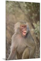 Hamadryas Baboon Baring Teeth-DLILLC-Mounted Premium Photographic Print