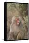 Hamadryas Baboon Baring Teeth-DLILLC-Framed Stretched Canvas