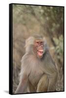 Hamadryas Baboon Baring Teeth-DLILLC-Framed Stretched Canvas