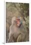 Hamadryas Baboon Baring Teeth-DLILLC-Framed Photographic Print