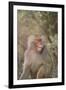 Hamadryas Baboon Baring Teeth-DLILLC-Framed Photographic Print