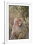 Hamadryas Baboon Baring Teeth-DLILLC-Framed Photographic Print