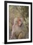 Hamadryas Baboon Baring Teeth-DLILLC-Framed Photographic Print