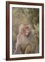 Hamadryas Baboon Baring Teeth-DLILLC-Framed Photographic Print