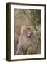 Hamadryas Baboon Baring Teeth-DLILLC-Framed Photographic Print