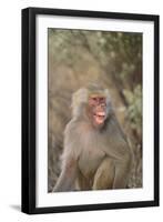 Hamadryas Baboon Baring Teeth-DLILLC-Framed Photographic Print