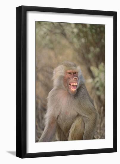 Hamadryas Baboon Baring Teeth-DLILLC-Framed Photographic Print