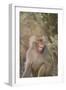 Hamadryas Baboon Baring Teeth-DLILLC-Framed Photographic Print