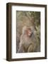 Hamadryas Baboon Baring Teeth-DLILLC-Framed Photographic Print