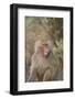 Hamadryas Baboon Baring Teeth-DLILLC-Framed Photographic Print