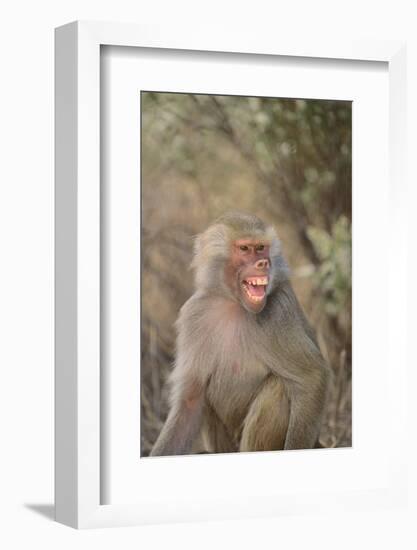 Hamadryas Baboon Baring Teeth-DLILLC-Framed Photographic Print