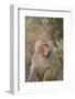 Hamadryas Baboon Baring Teeth-DLILLC-Framed Photographic Print