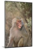 Hamadryas Baboon Baring Teeth-DLILLC-Mounted Photographic Print