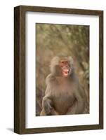 Hamadryas Baboon Baring Teeth-DLILLC-Framed Photographic Print