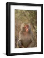 Hamadryas Baboon Baring Teeth-DLILLC-Framed Photographic Print