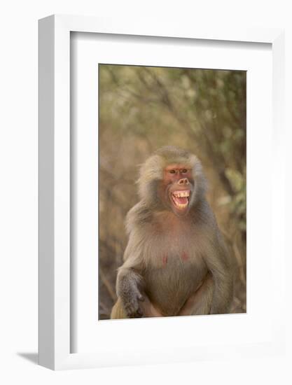 Hamadryas Baboon Baring Teeth-DLILLC-Framed Photographic Print