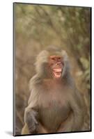 Hamadryas Baboon Baring Teeth-DLILLC-Mounted Photographic Print