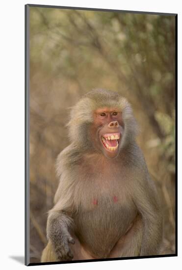 Hamadryas Baboon Baring Teeth-DLILLC-Mounted Photographic Print