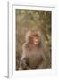 Hamadryas Baboon Baring Teeth-DLILLC-Framed Photographic Print