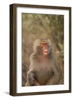 Hamadryas Baboon Baring Teeth-DLILLC-Framed Photographic Print