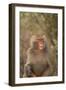 Hamadryas Baboon Baring Teeth-DLILLC-Framed Photographic Print