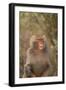 Hamadryas Baboon Baring Teeth-DLILLC-Framed Photographic Print