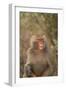 Hamadryas Baboon Baring Teeth-DLILLC-Framed Photographic Print