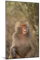 Hamadryas Baboon Baring Teeth-DLILLC-Mounted Photographic Print