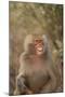 Hamadryas Baboon Baring Teeth-DLILLC-Mounted Photographic Print