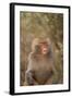 Hamadryas Baboon Baring Teeth-DLILLC-Framed Photographic Print