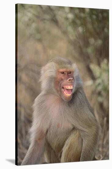 Hamadryas Baboon Baring Teeth-DLILLC-Stretched Canvas