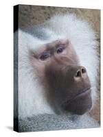 Hamadryas Baboon, Hawaii, United States of America, Pacific-Rolf Richardson-Stretched Canvas
