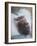 Hamadryas Baboon, Hawaii, United States of America, Pacific-Rolf Richardson-Framed Photographic Print