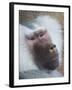 Hamadryas Baboon, Hawaii, United States of America, Pacific-Rolf Richardson-Framed Photographic Print