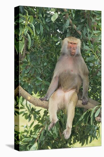 Hamadryas Baboon-DLILLC-Stretched Canvas