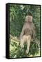 Hamadryas Baboon-DLILLC-Framed Stretched Canvas