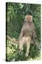 Hamadryas Baboon-DLILLC-Stretched Canvas