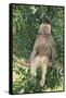 Hamadryas Baboon-DLILLC-Framed Stretched Canvas