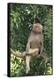 Hamadryas Baboon-DLILLC-Framed Stretched Canvas