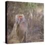 Hamadryas Baboon-DLILLC-Stretched Canvas