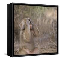 Hamadryas Baboon-DLILLC-Framed Stretched Canvas