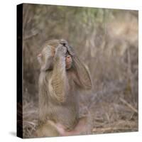 Hamadryas Baboon-DLILLC-Stretched Canvas