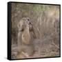 Hamadryas Baboon-DLILLC-Framed Stretched Canvas